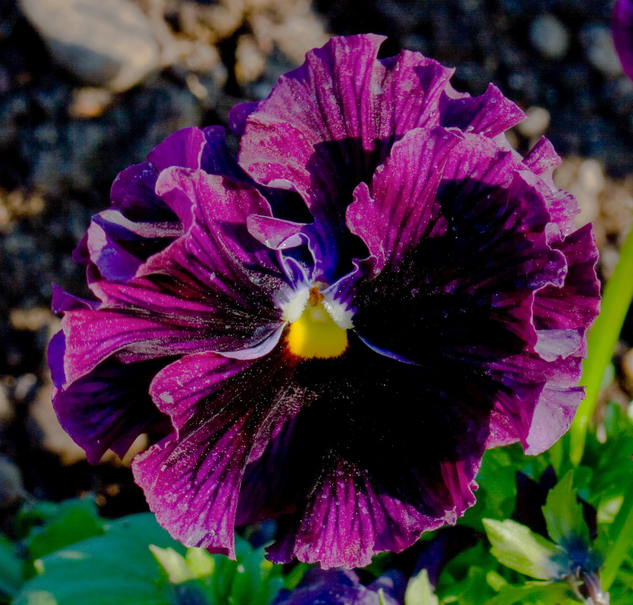 planta-del-pensamiento-viola-tricolor