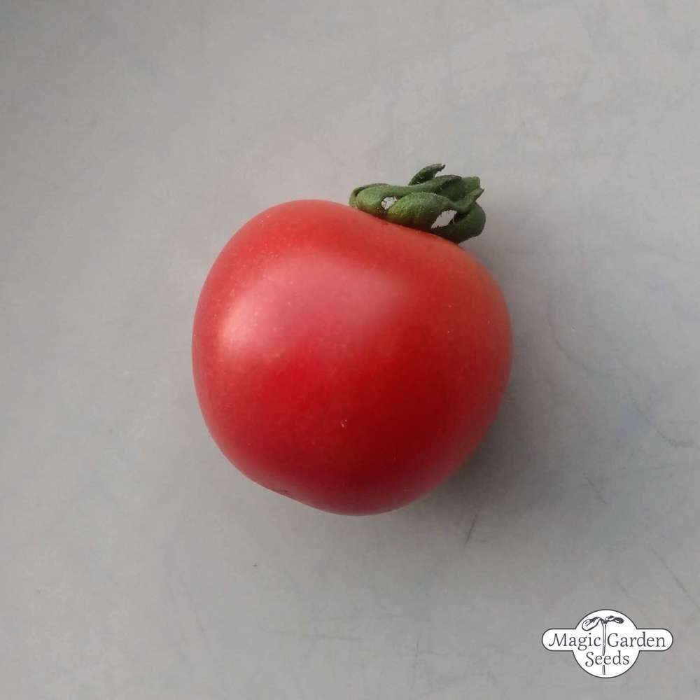 tomate-silvestre-solanum-pimpinellifolium