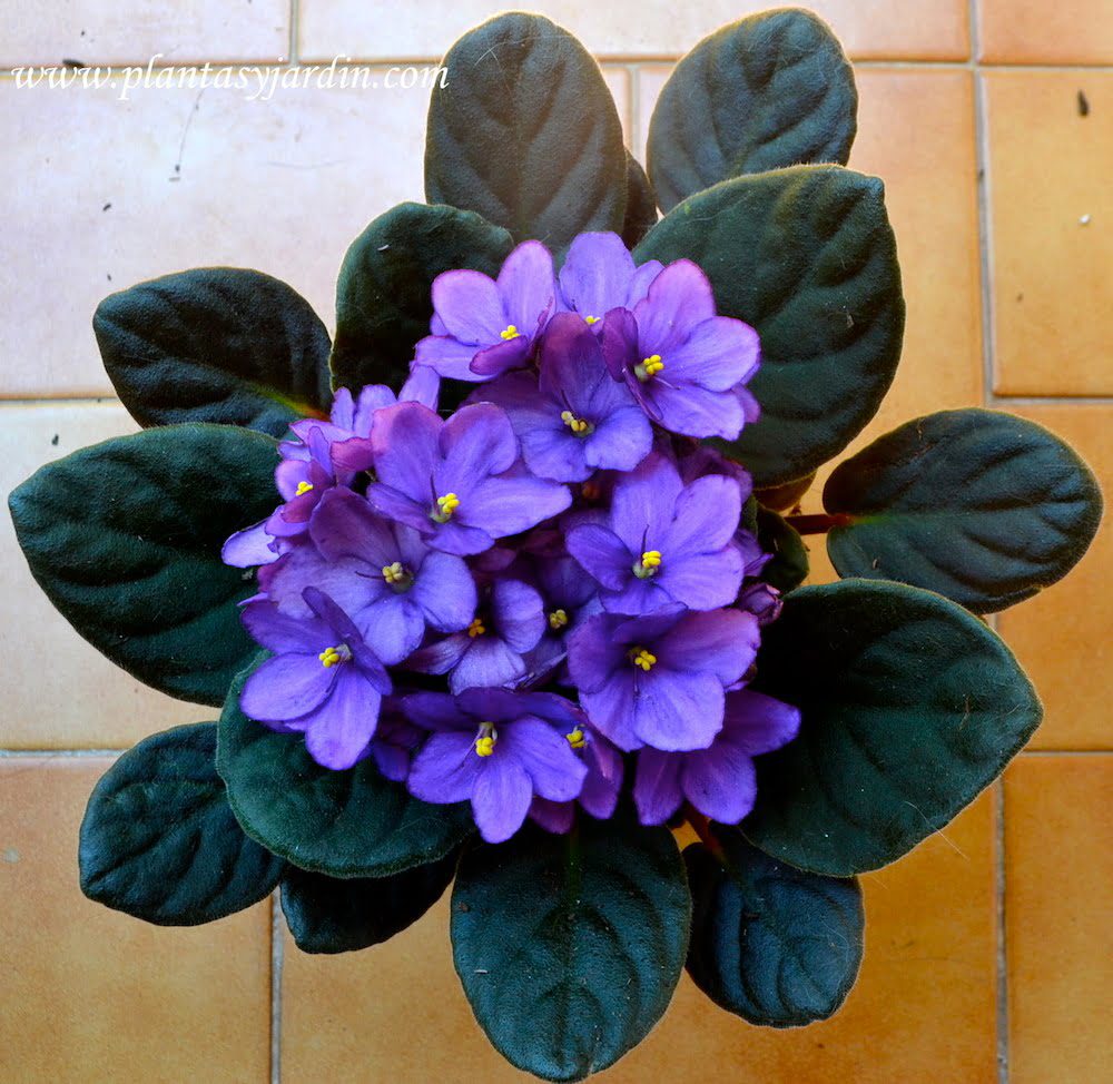 violeta-africana-saintpaulia