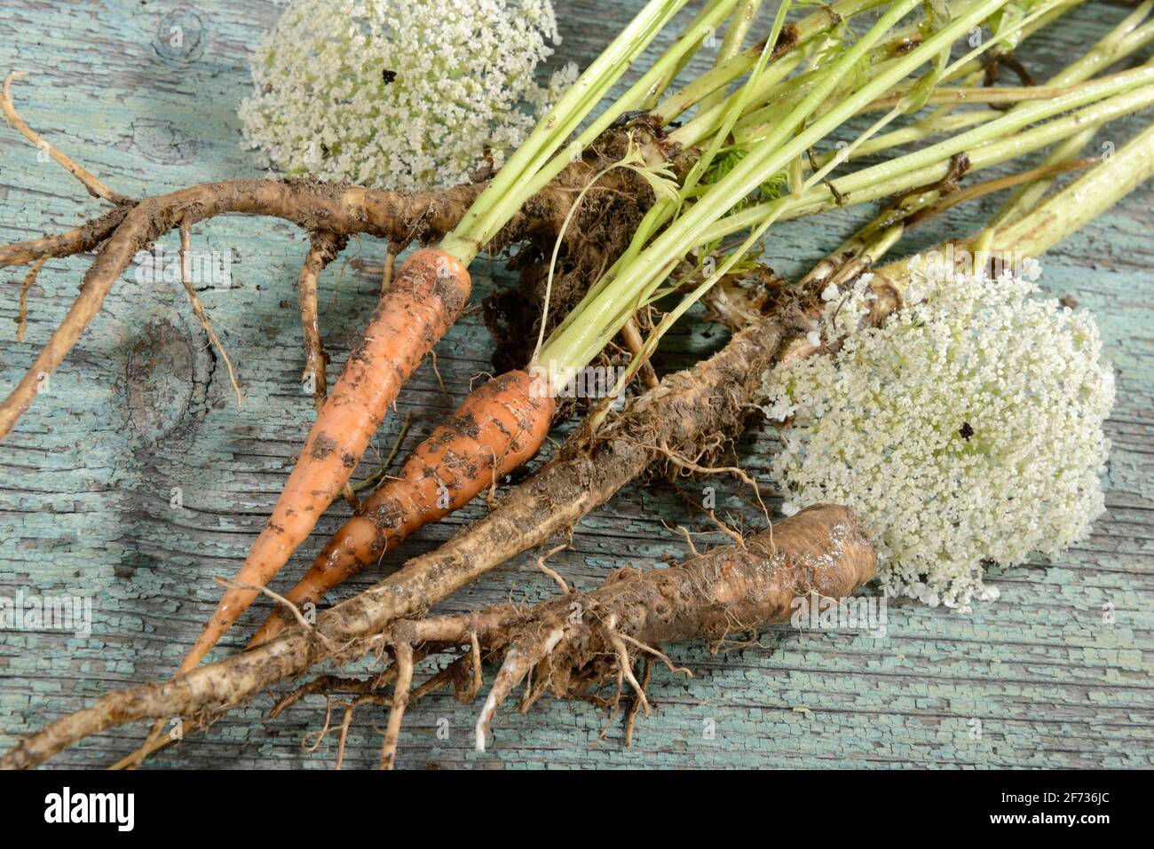 zanahoria-silvestre-daucus-carota-subsp-carota